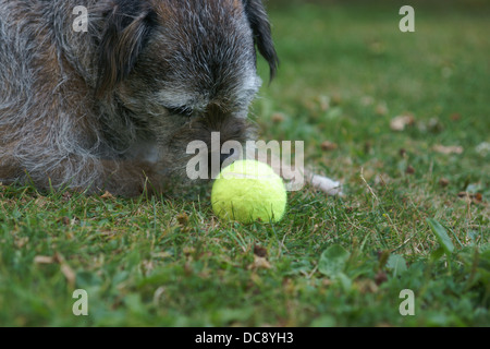 Da masticare per cani palla da tennis border terrier recinzione confine erba terrier dog face statica seduta capelli fuori linea di lavaggio alberi Foto Stock