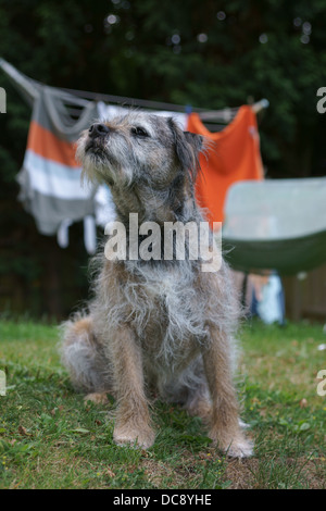 Panni per la linea di lavaggio border terrier dog face statico statico di capelli disordinati cane erba abbigliamento Palla da tennis in legno di rovere di recinzione baffo di capelli Foto Stock