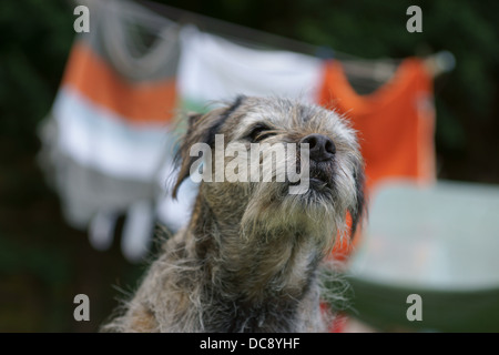 Border terrier dog face capelli statica seduta fuori linea di lavaggio alberi linea di lavaggio di vestiti erba palla da tennis in legno di rovere h di recinzione Foto Stock