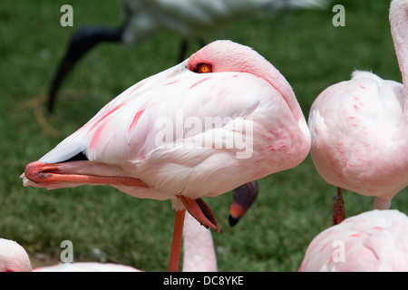 Fenicottero rosa in piedi su una gamba sola Closeup ritratto Foto Stock