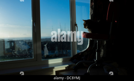 Gatto in cerca della finestra vista mare nuvole cancellare sunrise Foto Stock