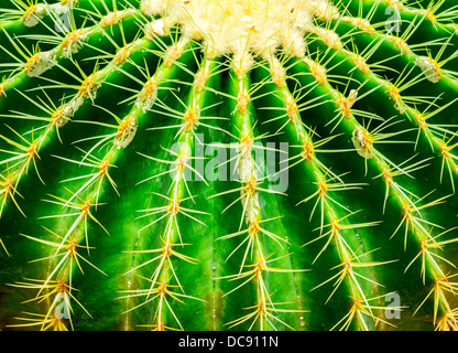 Close up cactus texture detail Foto Stock