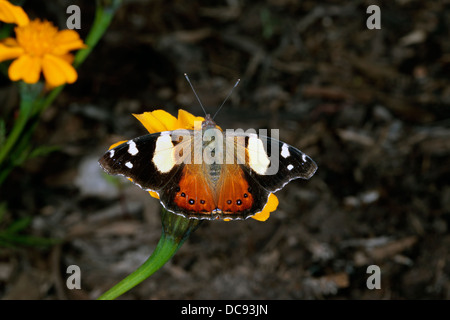 Giallo australiano Admiral Butterfly - Vanessa itea - Famiglia Nyphalidae Foto Stock