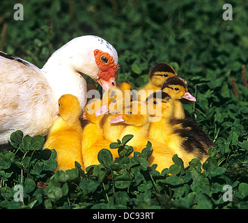 Anatra muta (Cairina moschata). Femmina con anatroccoli in clower Foto Stock