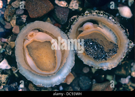 Limpet comune (Patella vulgata). Due individui visto da sotto Foto Stock