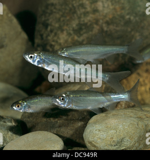Bleak comune (Alburnus alburnus). I pesci in un acquario Foto Stock