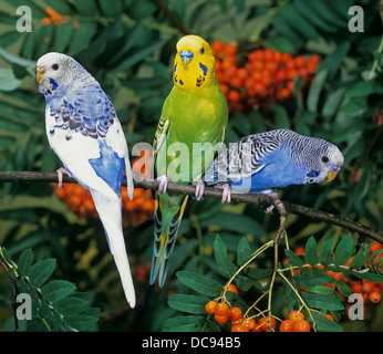 Budgerigar (Melopsittacus undulatus). Tre uccelli su un Rowan ramoscello con frutta. A sinistra una femmina, a destra due maschi Foto Stock