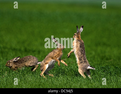 Unione Brown lepre (Lepus europaeus). Due maschio lepri seguire una femmina con uno dei maschi cercando di cacciare gli altri Foto Stock