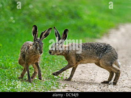 Unione Brown lepre (Lepus europaeus). Due lepri incontro su un percorso Foto Stock