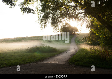 La mattina presto su Hampstead Heath, Londra, Inghilterra. Foto Stock
