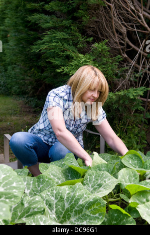Donna controllando la zucca per piante infestanti, preso in giardino a Bristol REGNO UNITO Foto Stock