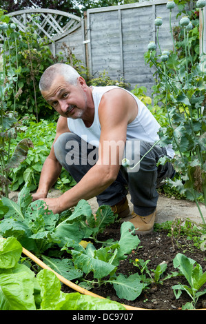 Uomo che lavora in giardino controllo piante di cavolo cappuccio per i bruchi, prese a Bristol, Regno Unito Foto Stock