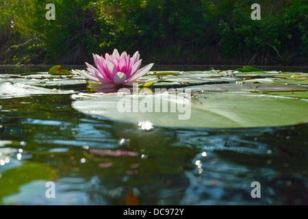 Water Lilies in un lago. Waldsee, Gifhorn, Bassa Sassonia, Germania Foto Stock
