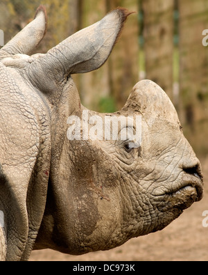 Una chiusura della testa di uno più grande cornuto Rhino, Rhinoceros unicornis, altrimenti noto come il rinoceronte indiano Foto Stock