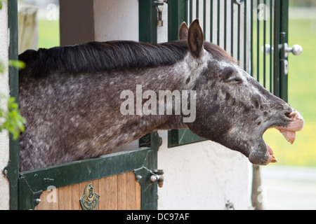 Knabstrup cavallo. Ritratto di leopard-spotted stallone, sbadigli, stando in piedi in un suo stabile Foto Stock