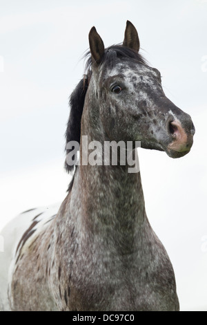 Knabstrup cavallo. Ritratto di leopard-spotted stallone Foto Stock