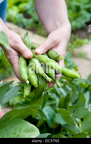 La donna caucasica holding manciata di appena raccolto cresciuto in casa fave in giardino a Bristol, Regno Unito Foto Stock