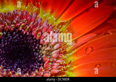 Macro shot di rosso gerber con gocce d'acqua Foto Stock