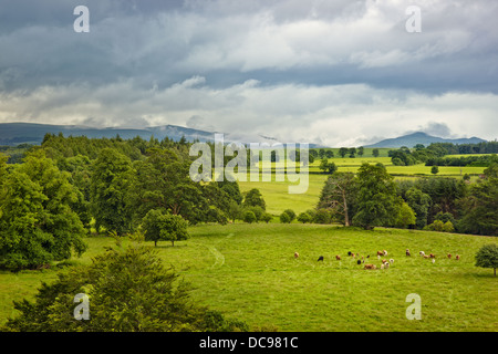 Paesaggio scozzese con mucche sul prato vicino a Doune Castle, Scozia Foto Stock