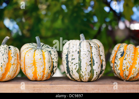 Autunno zucche sulla tavola di legno in una riga Foto Stock