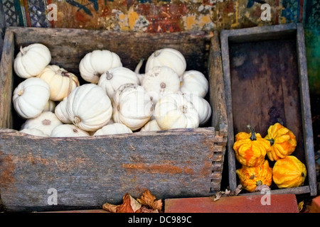 In autunno la zucca raccolto in un box Foto Stock