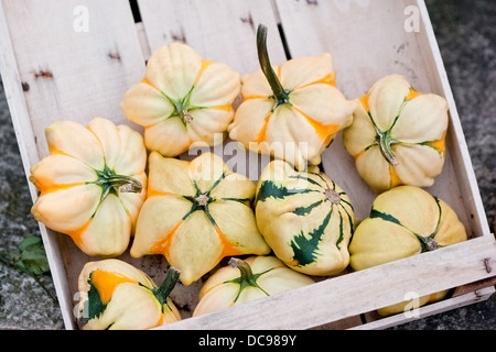 In autunno la zucca raccolto in una scatola Foto Stock