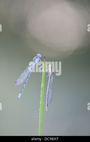 Azure Damselflies (Coenagrion puella), maschio e femmina Foto Stock