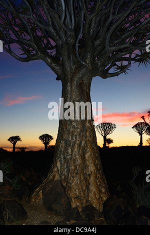 Faretra alberi o Kocurbooms (Aloe dichotoma), Quiver Tree Forest Foto Stock