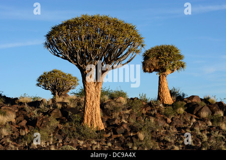 Faretra alberi o Kocurbooms (Aloe dichotoma), Quiver Tree Forest Foto Stock