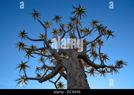 Faretra albero o Kocurboom (Aloe dichotoma) Foto Stock