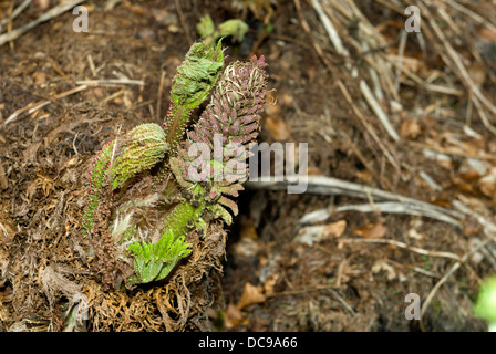 Nuovi germogli e gambo di fiore che appaiono su un impianto Gunnera ai margini di un laghetto in un giardino scozzese Foto Stock