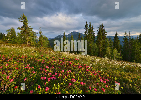 Naunz in estate, Neve-rose o arrugginito-lasciava Alpenrose (Rhododendron ferrugineum) e erba di cotone (Eriophorum sp.) nella parte anteriore del Foto Stock