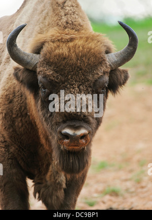 Il bisonte europeo (Bison bonasus), Wisentgehege Hardehausen Wildlife Park Foto Stock