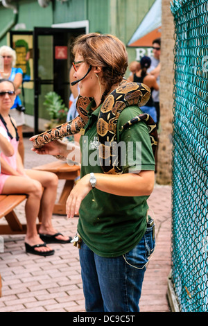 Gestore di animali a Sarasota Jungle Gardens maniglie e parla di un pitone birmano di fronte ai visitatori Foto Stock