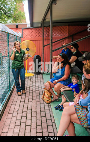 Gestore di animali a Sarasota Jungle Gardens maniglie e parla di una lucertola di fronte ai visitatori Foto Stock