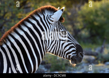 Pianure o Zebra Burchell's Zebra (Equus quagga), ritratto Foto Stock