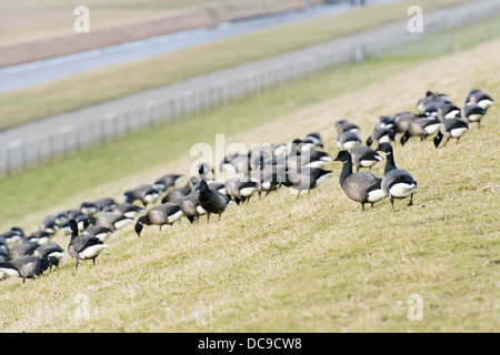 Sciame brent oche a piedi nella natura di erba a la diga sul wadden olandese isola di Texel Foto Stock