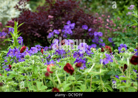 Gerani e geum fiore in Herbaceous borders a Cawdor Castle vicino a Nairn Scozia Scotland Foto Stock