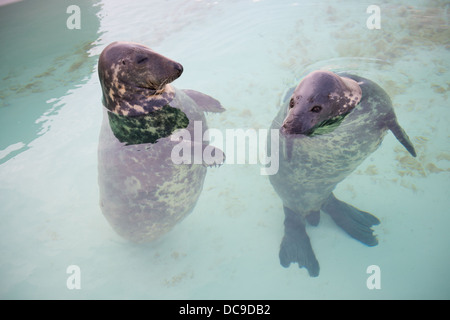 Due elementi di tenuta in piedi in acqua Foto Stock