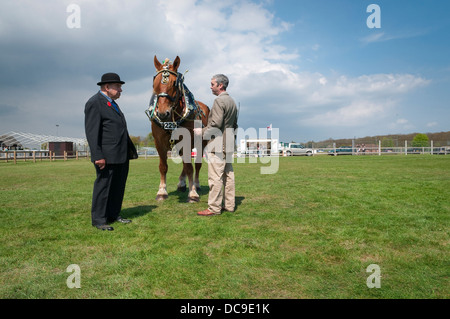 Suffolk Punch cavallo di essere giudicata al 2013 Suffolk Horse Show, Ipswich Showgrounds, Suffolk, Regno Unito. Foto Stock