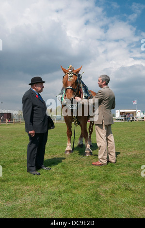 Suffolk Punch cavallo di essere giudicata al 2013 Suffolk Horse Show, Ipswich Showgrounds, Suffolk, Regno Unito. Foto Stock