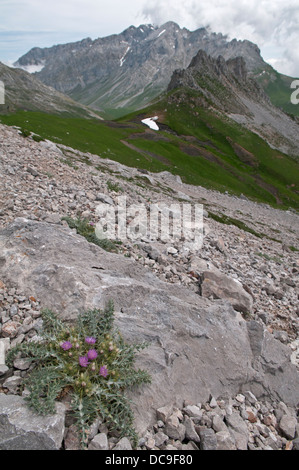 Thistle dei pirenei: Carduus carlinoides. Picos de Europa, Spagna Foto Stock