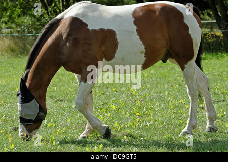 Un colorato skewbald cavallo al pascolo in un paddock d'estate,indossando un fly maschera di protezione Foto Stock