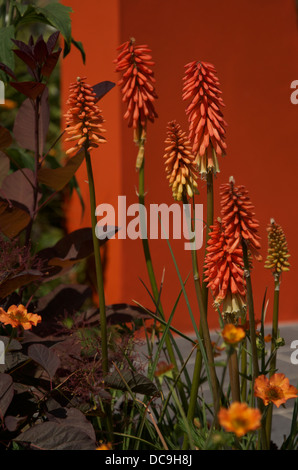 Kniphofia o Red Hot Pokers contro una parete arancione Foto Stock