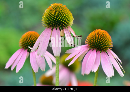 Tre cono viola fiori close up Echinacea purpurea Foto Stock