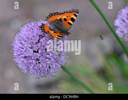 Piccola Tartaruga Butterfly Aglais urticae alimentare Foto Stock