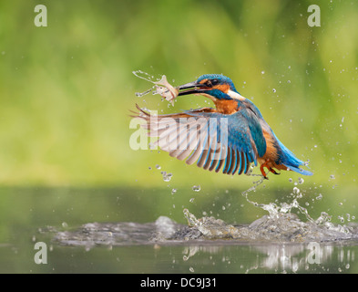 Comune maschio Kingfisher (Alcedo atthis) emergenti dalle acque con un pesce Foto Stock