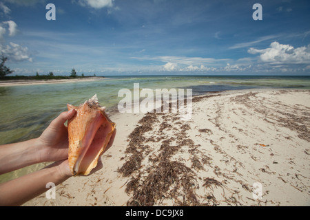 Area di mangrovie presso la punta nord di Isla Cozumel. (MR) Foto Stock