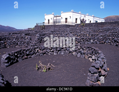 Bodega e vigna vicino a Mancha Blanca, Parco Nazionale di Timanfaya, Lanzarote, Isole canarie, Spagna. Foto Stock