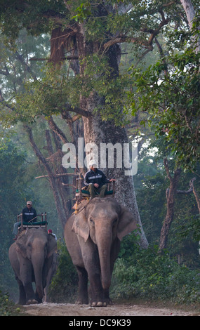 Mahouts cavalcare i loro elefanti, Bardia National Park, il Nepal Foto Stock